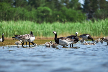 Barnacle geese with chicks