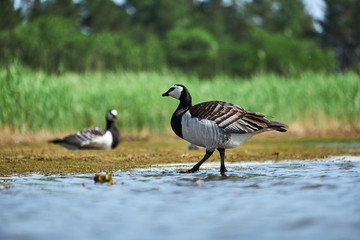 Barnacle geese with chicks