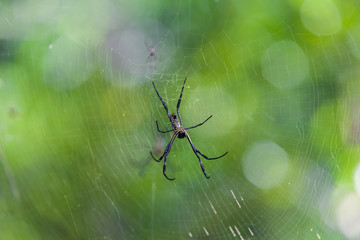 Golden Silk Orb-Weaver Spider (Nephila Pilipes) on the Web