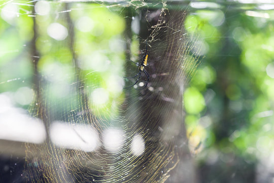 Golden Silk Orb-Weaver Spider (Nephila Pilipes) on the Web