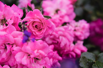 Close up of pink rose flower in the garden