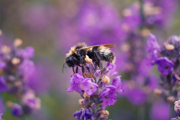 Close up of wet honey bee on lavender flower