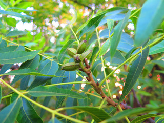 Newly formed cluster of pecan nuts