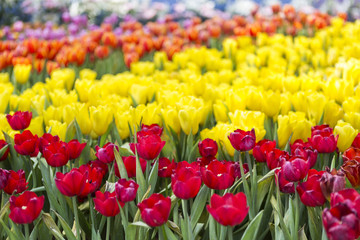 Beautiful colorful tulip garden, nature concept, spring season