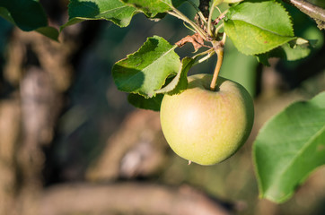 Close up of single unripe apple hanging on the tree during sunset