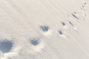 Snow glitters in the sun and traces in the snow along the diagonal of the frame, a shallow depth of field.