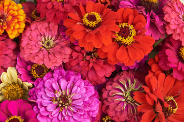 Red, pink and orange zinna. Background