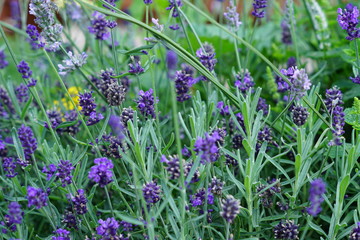 close up of blooming lavender flowers in the garden