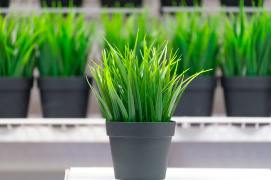 Artificial Grass In The Pot, Interior Decoration