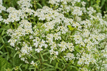 Evergreen candytuft ,perennial candytuft (Iberis sempervirens) or Rocket Candytuft ,Annual Candytuft (Iberis amara) is a blanket of snow pure white large clusters of flowers carpet use as ground-cover