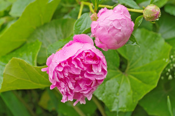 Close up of beautiful japanese tree peony flower in pink color with the raindrop after raining in the garden. Sweet pink hybrid paeony is a flowering ornamental plant in the genus Paeonia in Japan.