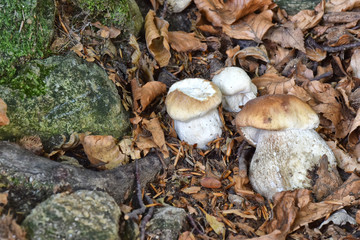 Il fungo porcino,cresciuto tra foglie e pietre