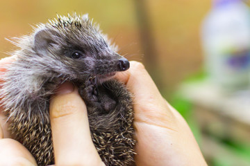 hedgehog on hand
