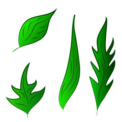 Set of green leafs vector illustration, floral abstract sample