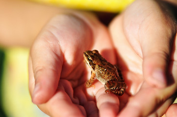 a small child holding a live frog in his hands, found in the garden