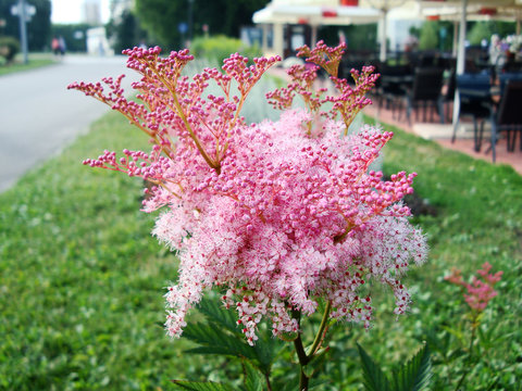 Astilba pink in the Park.