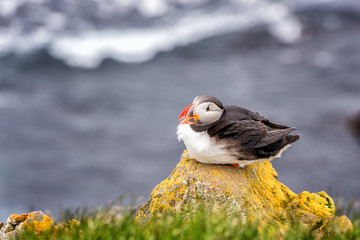 Atlantic puffin single bird on the stone against the ocean background, natural outdoor animal concept