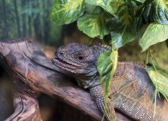iguana resting on a branch