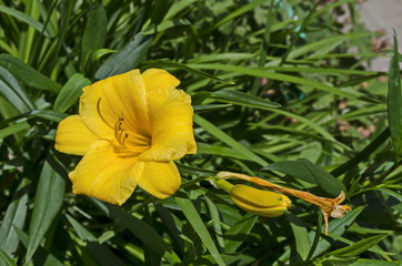 Obraz premium Flowering Yellow Day lily flower or Hemerocallis Stella de Oro in the garden, Sofia, Bulgaria