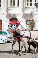 Naklejka na ściany i meble Traditional horse coach Fiaker in Vienna Austria