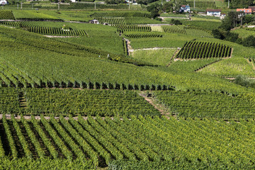 Close up view of  the famous Lavaux vineyard between Lausanne and Montreux in Canton Vaud in Switzerland.