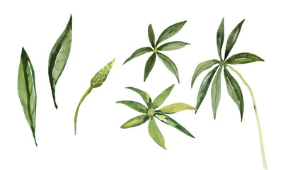 Decorative image of wildflowers.  Pattern lupine.