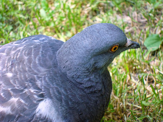 Pigeon gray in the park.