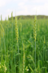 Spikes of wheat in the field