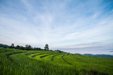 rice terrace in Thailand