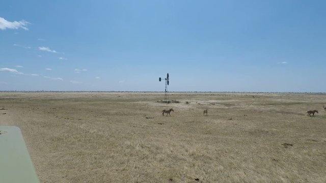 wild  living zebras in kenya