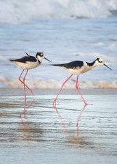 Black-necked stilts fishing by the ocean in Florianopolis, Brazil