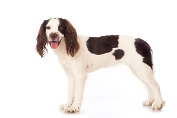 Stehender English Springer Spaniel isoliert auf weißem Hintergrund