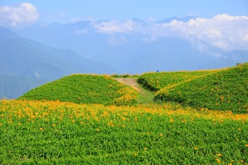 Fototapeta na wymiar Daylily Flowers Blooming in summer in Liushidan Mountain (Sixty Stone Mountain) in Hualien, Taiwan