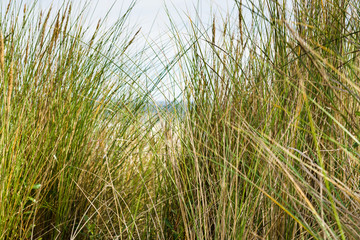 Naklejka premium Dune with beach grass in the foreground.