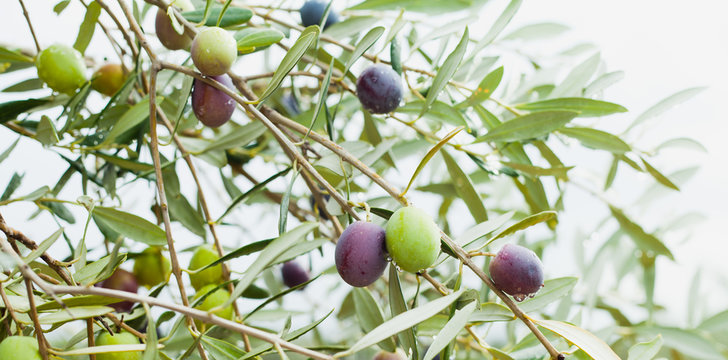 Black olive fruit on the tree in olive oil plantation. Ready to harvest crop, agriculture in Europe.