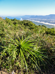 A view of Mocambique beach from the top of Morro das Aranhas (Florianopolis, Brazil)