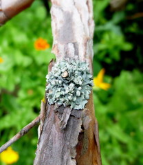 Lichen on the garden tree. Tree honeysuckle. Siberian nature