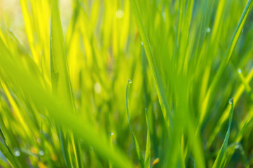 Bokeh Dew Drops on Green Grass Abstract Background
