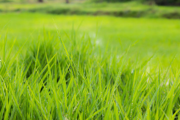 green grass nature background.