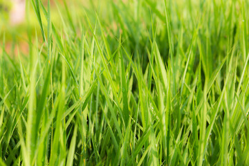 green grass nature background.