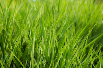 Fototapeta na wymiar green grass nature background.