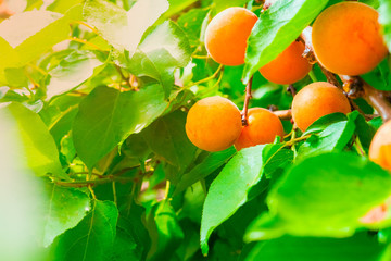 ripe yellow apricots on a branch with green foliage illuminated by sunlight