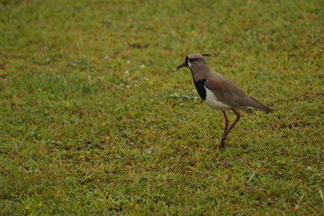 Encarnacion, Paraquay