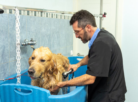 Pet Groomer Grooming Dog Washing In Pet Washing Salon