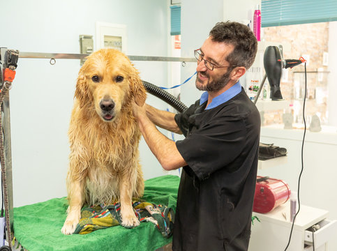 Pet Groomer Grooming Dog Washing In Pet Washing Salon