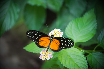 Fototapeta na wymiar Beautiful butterfly with orange black wings and white dots sitting on a small flower