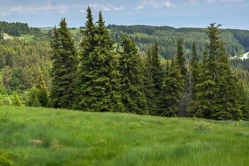 Fototapeta na wymiar Amazing Landscape with green hills at Vitosha Mountain, Sofia City Region, Bulgaria