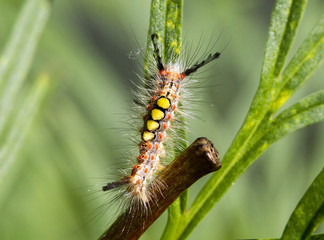 Mother caterpillar (Orgyia antiqua). The extraordinary beauty of the young caterpillar stockli yellow bristles on the back and black tassels on the ends.
