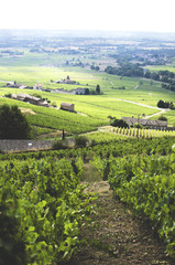 Fototapeta na wymiar valley with vineyards. View of the green fields from the top of a mountain