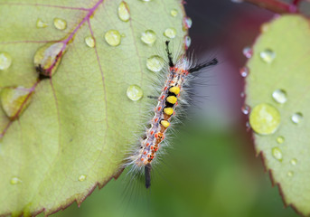 Mother caterpillar (Orgyia antiqua). The extraordinary beauty of the young caterpillar stockli yellow bristles on the back and black tassels on the ends.